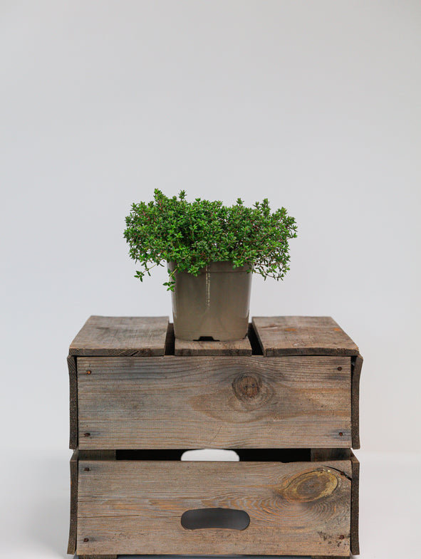 Lemon Thyme